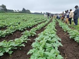 Organic Farming Initiatives: Cultivating Self-Reliance