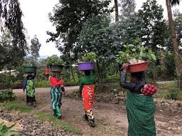 The "One Tree Per Person" Reforestation Program