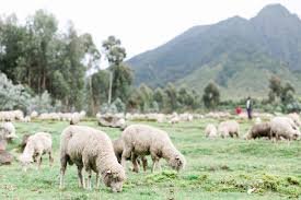 The "One Sheep Per Family" Livelihood Project